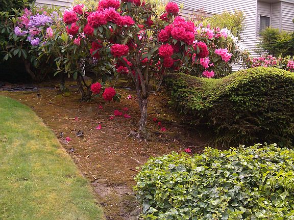 Landscaping in Spring