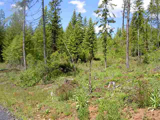 2nd image of Forest Service Rd 100