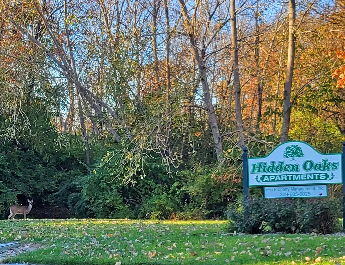 Building Photo - Hidden Oaks Apartments