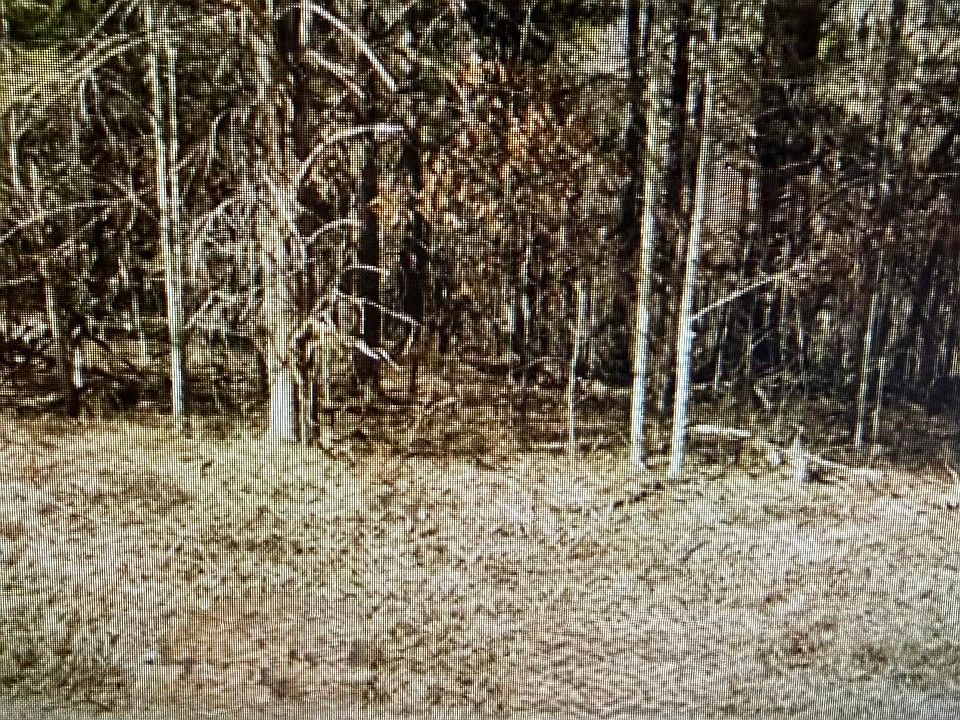 2nd image of LOT 11 Lynn Smith Rd Lot 11