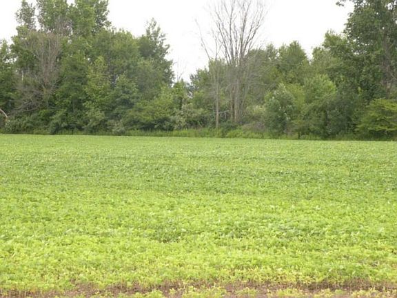 Beans being grown on the land.