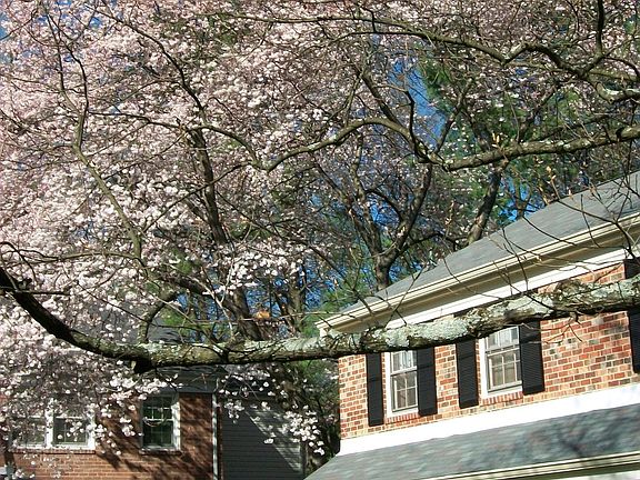 Cherry blossom time