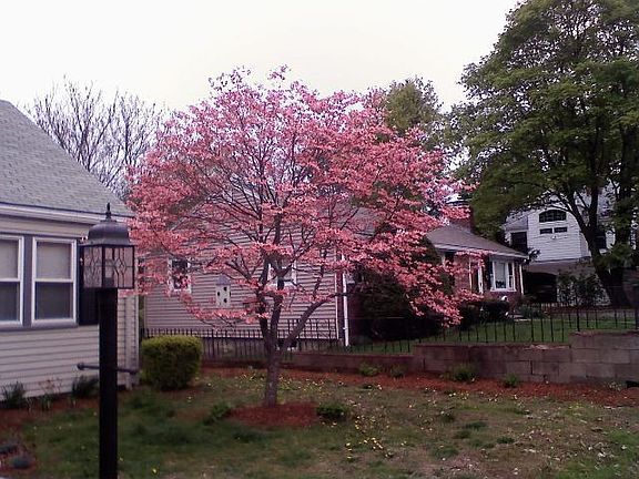 Gorgeous Dogwood in front yard