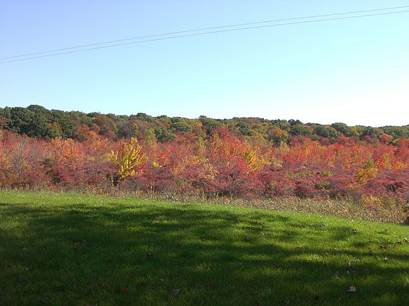 Fall  Back Yard View