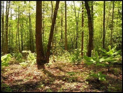 3rd image of Ridge Top Dr