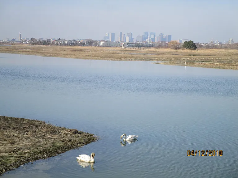 swans feeding beside lawn - mid-tide