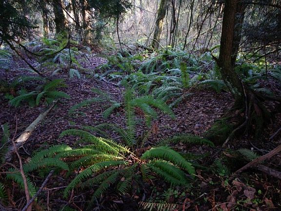 Looking towards the easement (treed) from the parcel to the east.