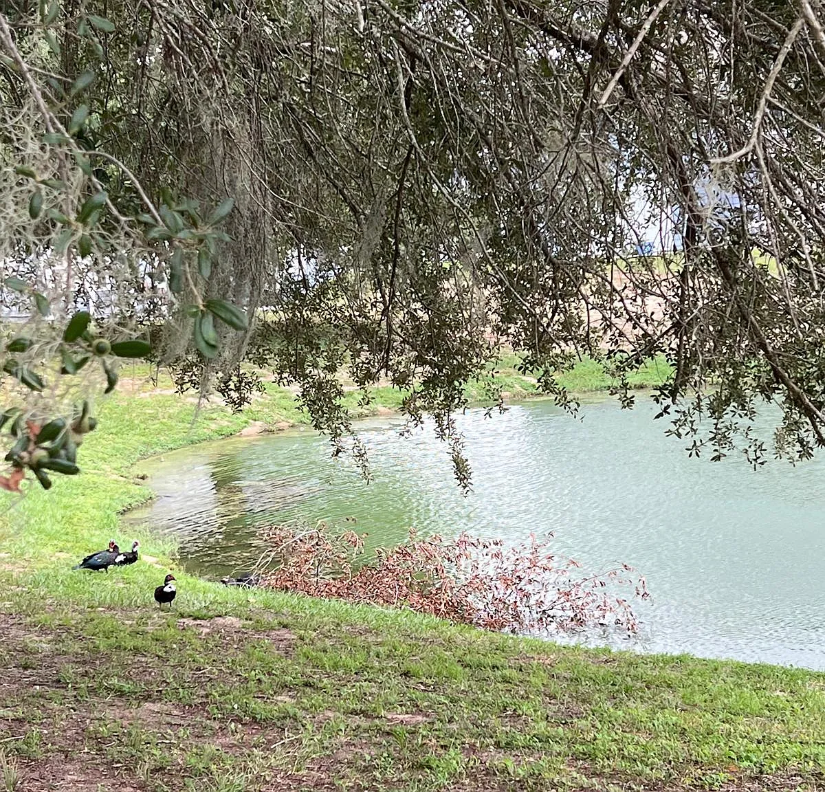 2 bed, $1,450 — Photo 3