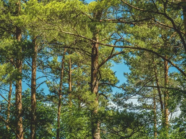 0 Cedar Hill Dr, Gainesville, AL 35464