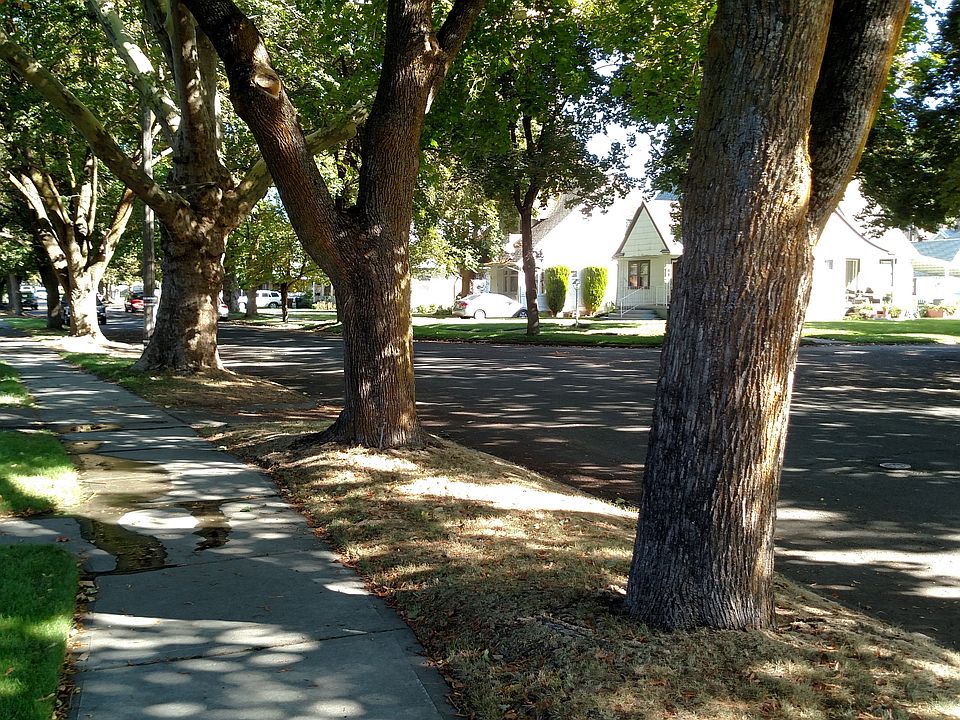 Tree Lined Street