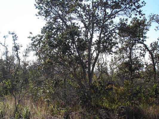 2nd image of Palm Pkwy Lot 17