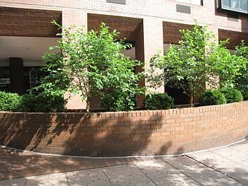 3rd image of 1437 3rd Ave #17C