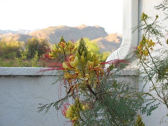 backyard view