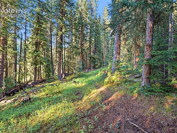 3rd image of Woods