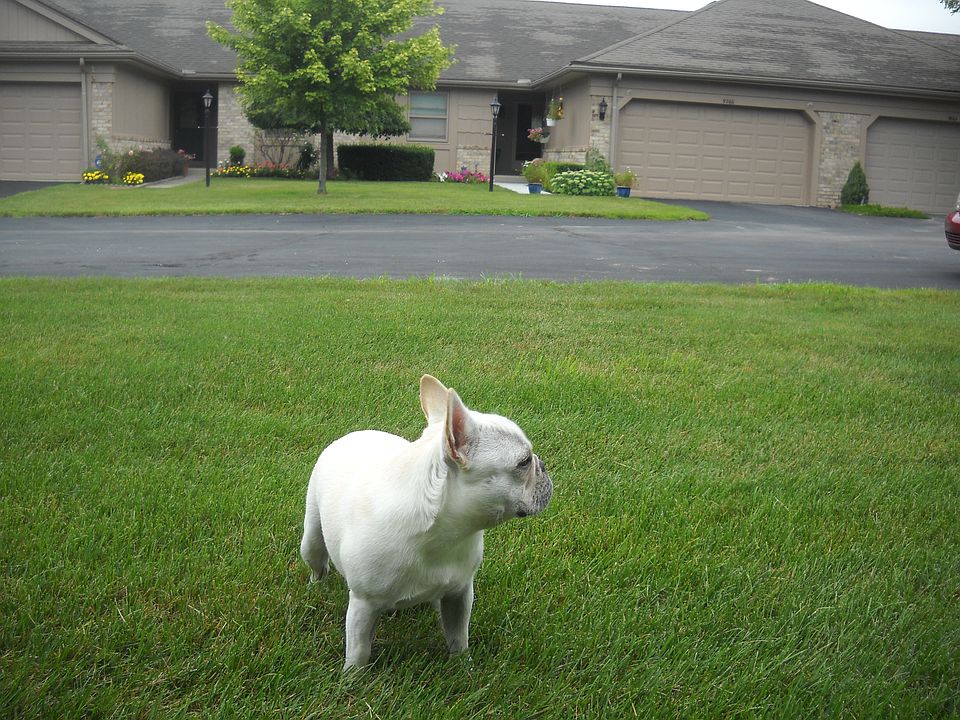 Exterior view. Ignore Tiger.