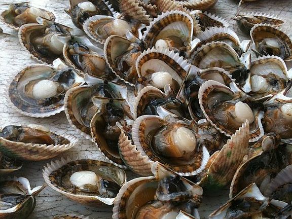 Scallop season 7/1 to 9/24