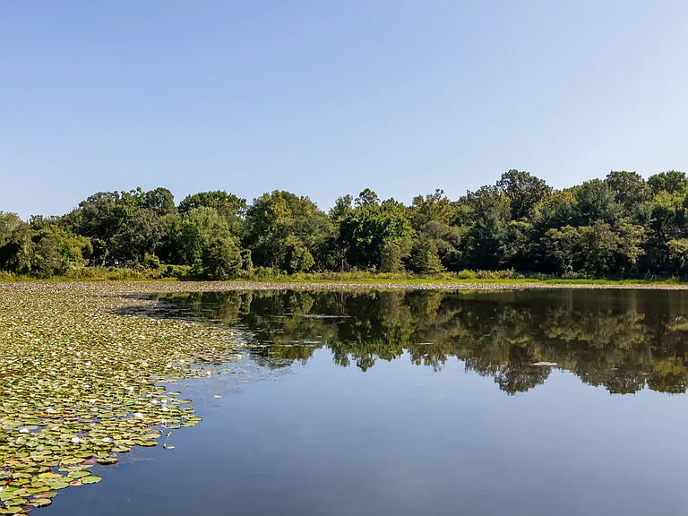 Immerse Yourself in Nature at Lake Artemesia