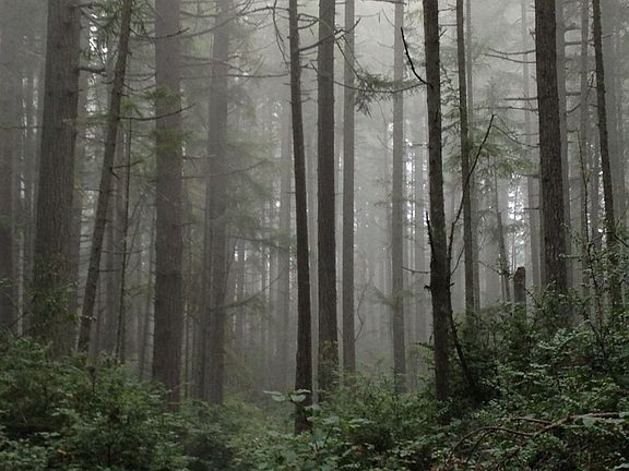 McCormick Woods