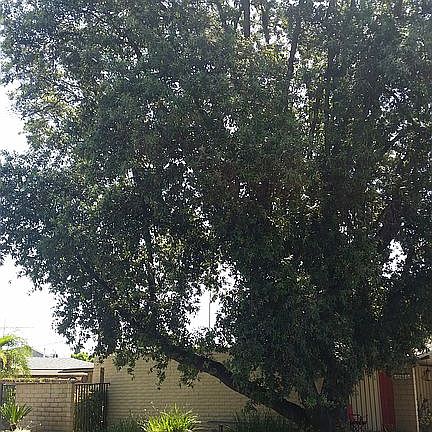 Oak tree alongside driveway