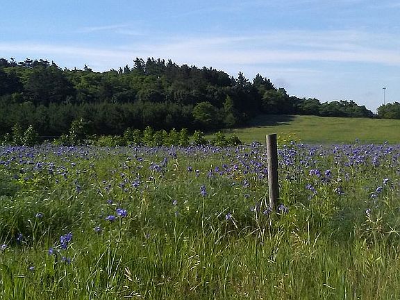 Southeast view of spiderwort