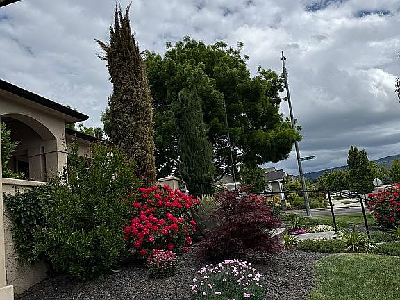 Front yard 