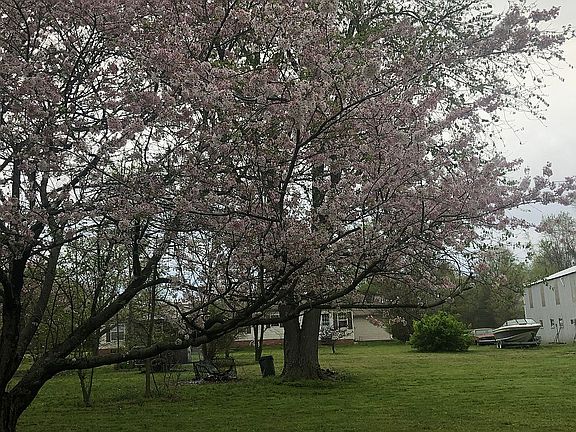 Lots of blooming trees 