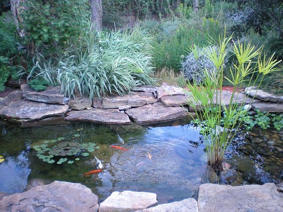 Pond