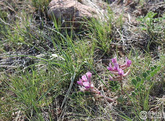 5th image of 0 County Road 74e Livermore Co #80536