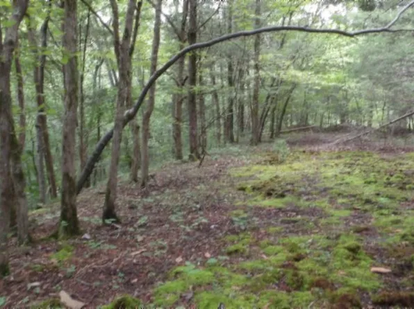 0 Old Highway 53 S, Celina, TN 38551