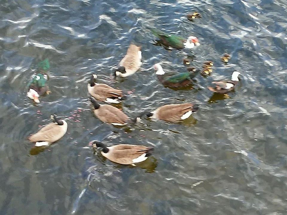 View of Ducks Outside the Window