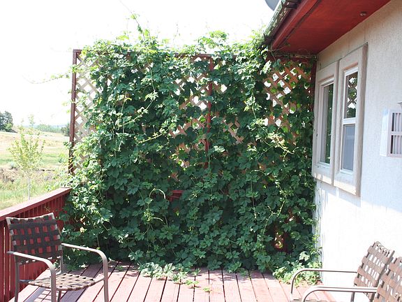 Comes back every year!