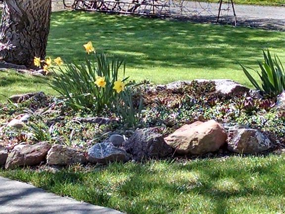 Succulents rock garden