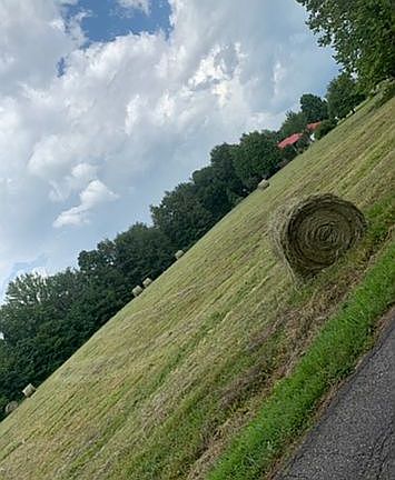 Fenced In pasture now.