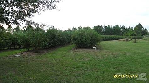 2AC BLUEBERRY FIELD