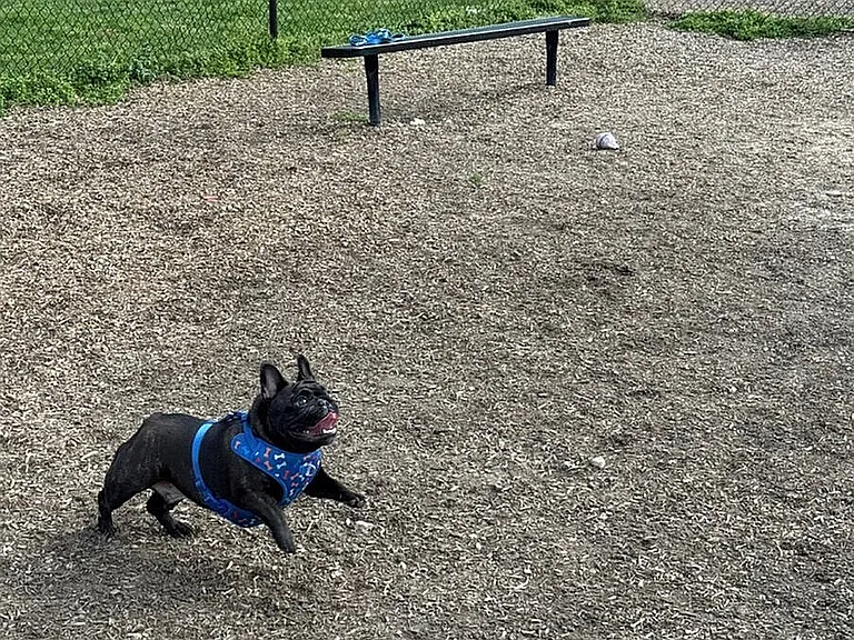 dog park