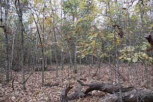 2nd image of Honey Ln