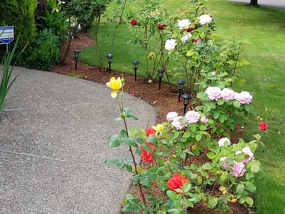 Front Roses