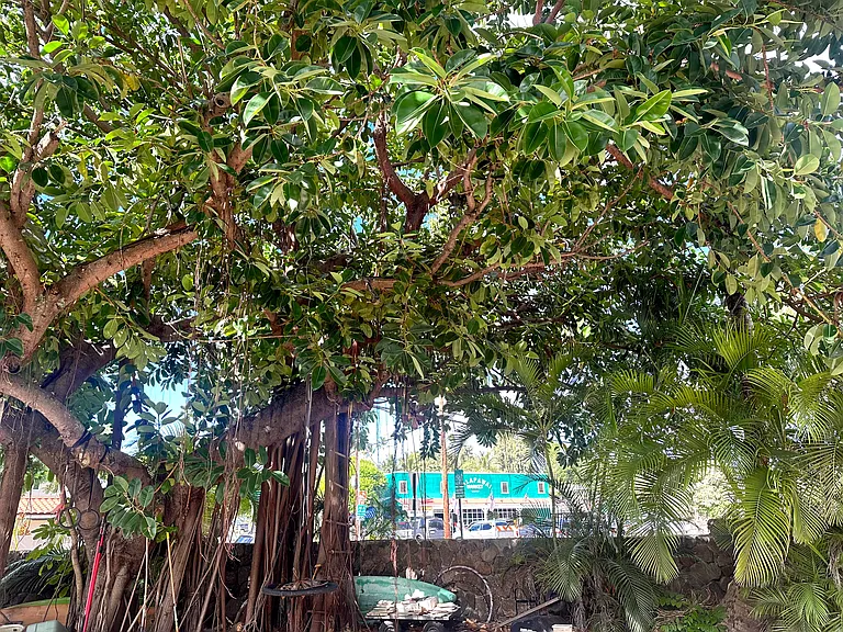 267 S Kalaheo Ave — Photo 23