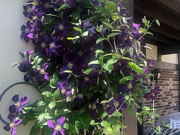 Beautiful Perennial Flowers