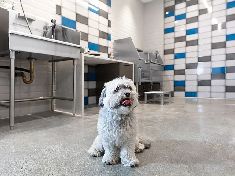 WAG Pet Spa