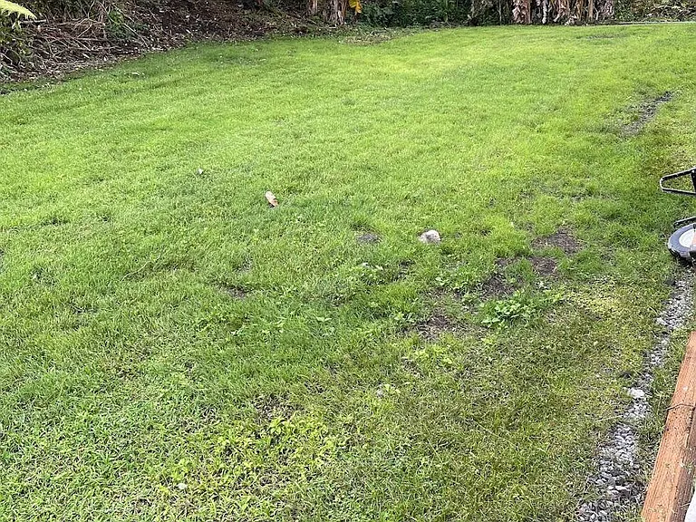 Large back yard with Fruit trees.