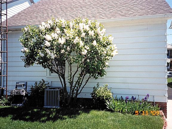 Lilac in bloom-back yard
