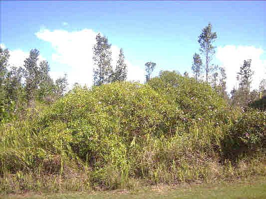 2nd image of 8th Ave Lot 1693