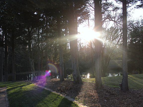 pond view and back gardens
