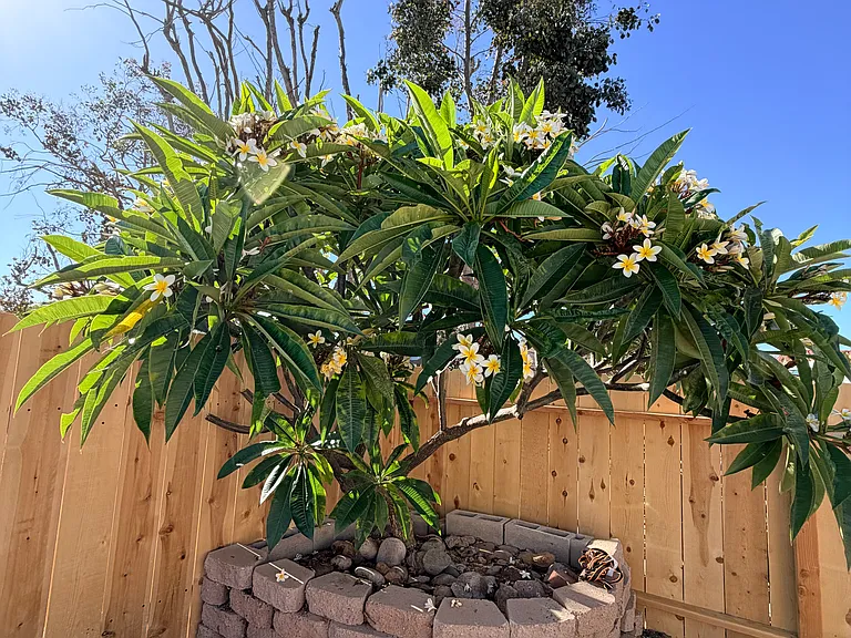 beautiful plumeria tree