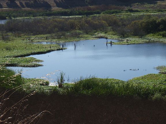 neighborhood wetlands