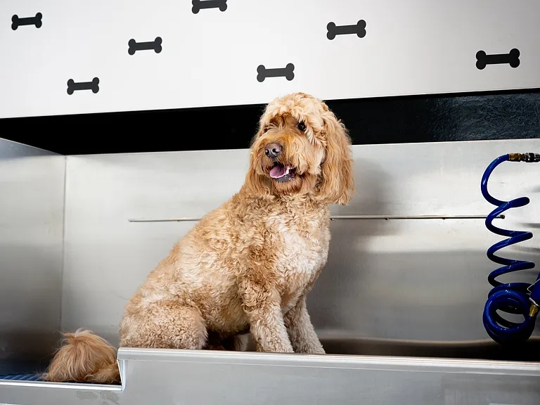 Spa day for your pet at Enclave Heritage Flats in Otay Ranch Chula Vista