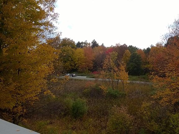 Conservation area out back