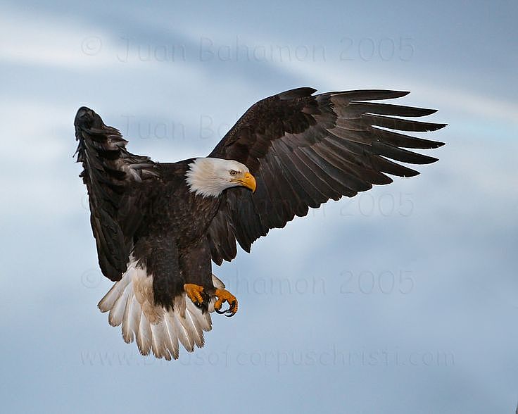 Nesting Eagles
