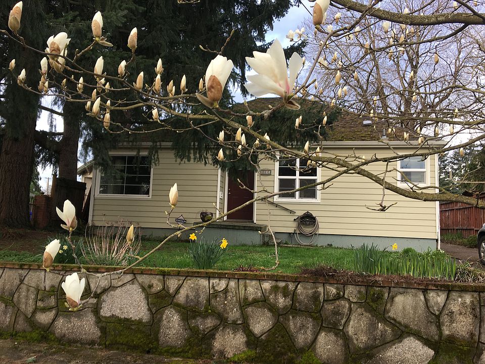 Magnolia in bloom